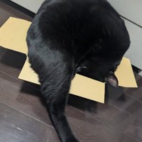 変なポーズの猫