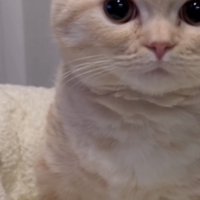 「...？」のテロップ写真