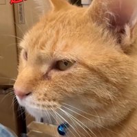 猫に外に出ないよう説得する女性