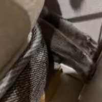 前足を突っ張る猫
