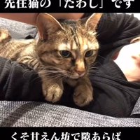 人の腕の中にいる猫