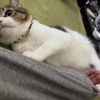 寝そべる猫