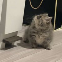 ごみ箱を見上げるミヌエットの子猫