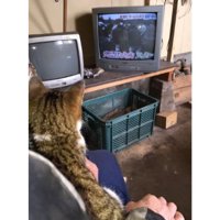 室内にいる猫