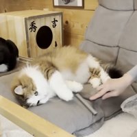 くつろぐ猫