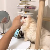 顔の前にある手に向かって猫パンチをしている猫