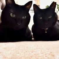 黒猫2匹のアップ