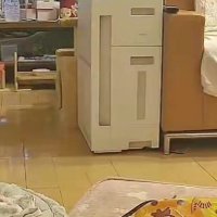 キッチンから出てくる猫たち