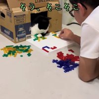 子どもとボードゲームをしている猫