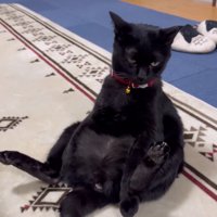 お腹の上に前足を乗せて、人間のような座り方をする猫