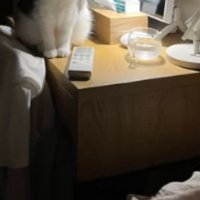 暗い部屋にいる猫
