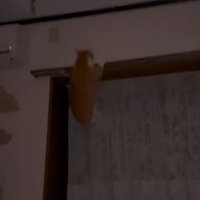 落ちそうになる猫