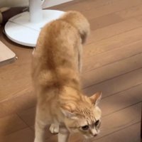 威嚇している猫