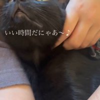 アゴを撫でる女の子の顔を見上げる黒猫