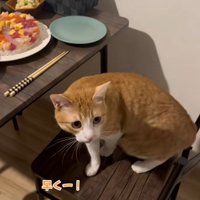 椅子の上で鳴いている猫