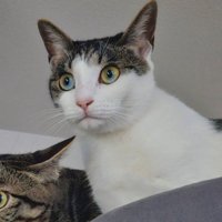 遠くを見つめるキジ白猫