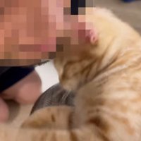 人のあごにほおずりをしている猫