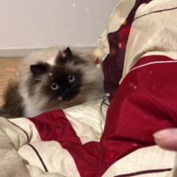 こちらを見ている猫