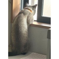 窓際の猫