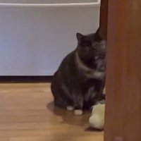 座って部屋をのぞく猫