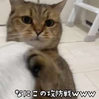 飼い主の手をつかんでいる猫
