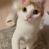 飼い主の手を自分の前足で押し返す猫