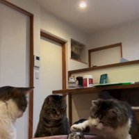 テーブルを囲む3匹の猫