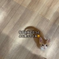 人の足元で鳴いている子猫