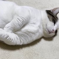 ひとり寝の少しアップ