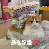 洗濯物を背中に乗せてカメラを見つめる猫