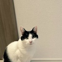 壁の前で座る猫