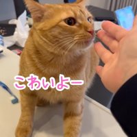 猫に手を近づける飼い主