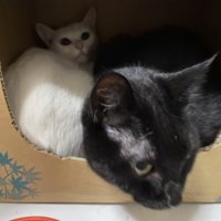 白猫のケージ内に入り込む先住の黒猫