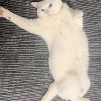 起きてる猫