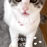 ママを見ながら鳴く子猫