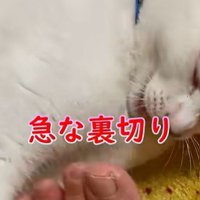 足から離れる猫