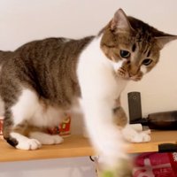 伸ばす猫