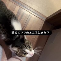 足元にいる猫