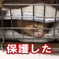 ケージの中の子猫