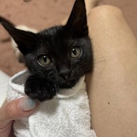 タオルで包まれる子猫
