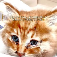 目やにがある子猫