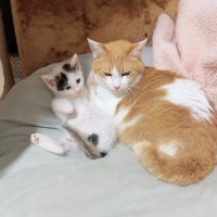 横並びになっている猫と子猫