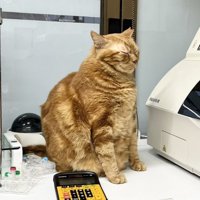 座ったまま寝る茶トラ猫