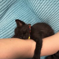 飼い主の腕にしがみついて寝ている子猫