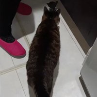 洗面所を歩く猫