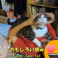 なでられていて面白い顔になった猫