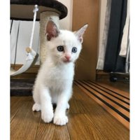 室内にいる子猫