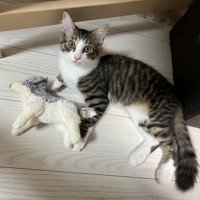 ぬいぐるみと子猫