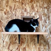 高いところで休む猫