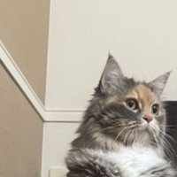 二足立ちしている猫